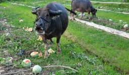 Dưa hấu tụt giá thê thảm, còn 500 đồng/kg